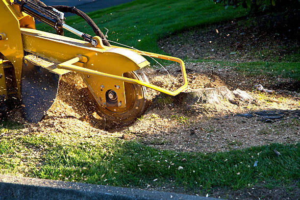 Best Lawn Dethatching Services  in Teague, TX